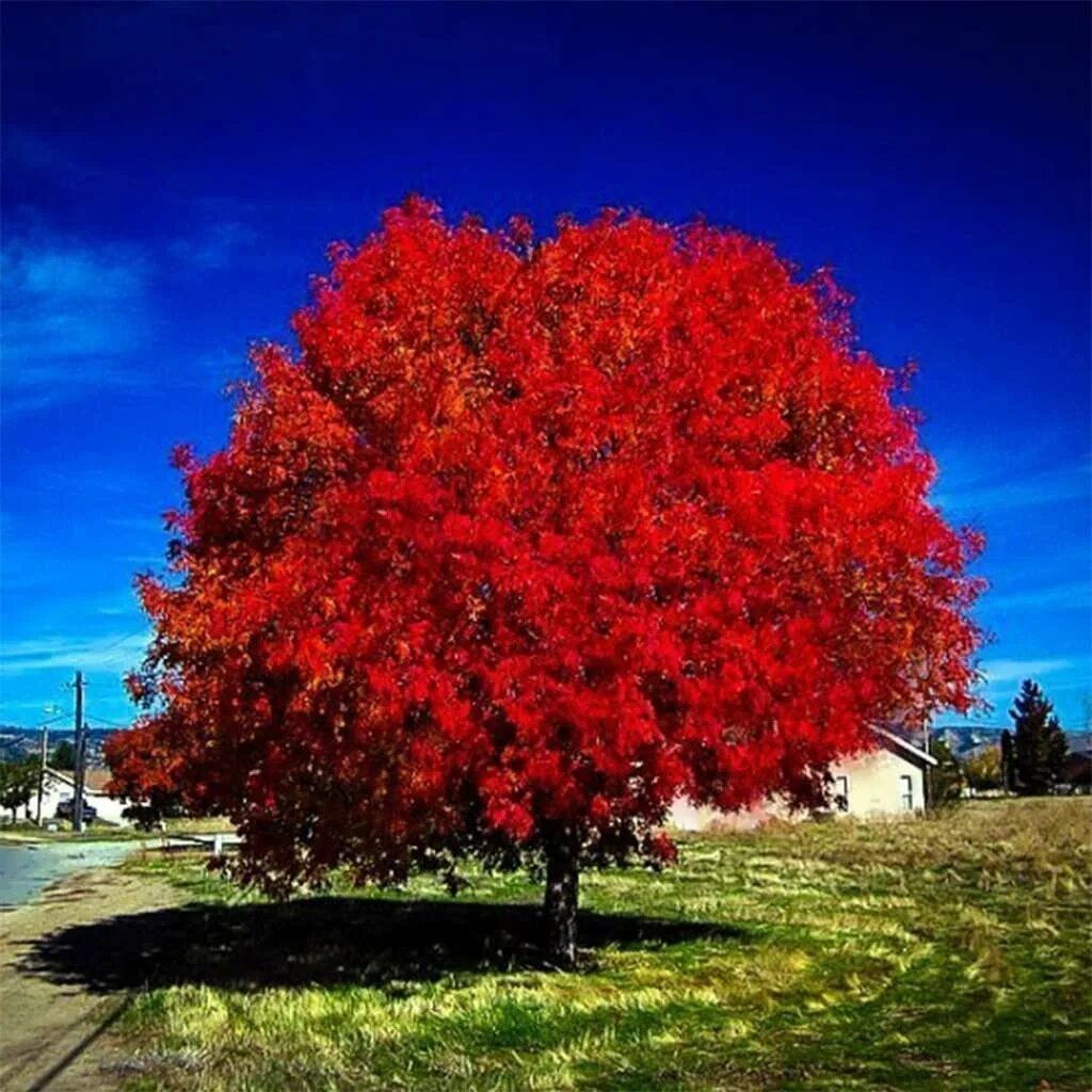 Дерево с красными листьями название. Acer rubrum (клен красный) 'Red Sunset'. Клен канадский красный. Клен канадский остролистный красный. Клен красный Acer rubrum.