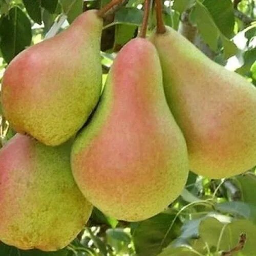 груша&nbsp;Лесная красавица&nbsp;&nbsp;дгг&nbsp;окс