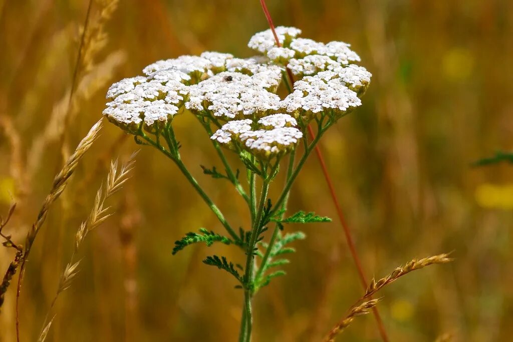 Тысячелистник обыкновенный (Achillea millefolium). Тысячелистник обыкновенный (Achilléa millefólium). Ахиллея (тысячелистник) millefolium. Тысячелистник обыкновенный (Achillea millefolium l.). Тысячелистник обыкновенный лечебные свойства