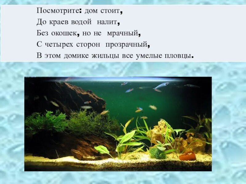 Аквариум как модель экосистемы практическая работа 2. Экосистема аквариума обитатели. Аквариум искусственная экосистема. Живые организмы в аквариуме. Искусственная экосистема в аквариуме 9 класс.