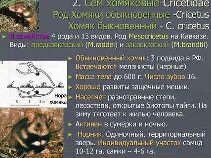 Что такое листинг в хомяке простыми