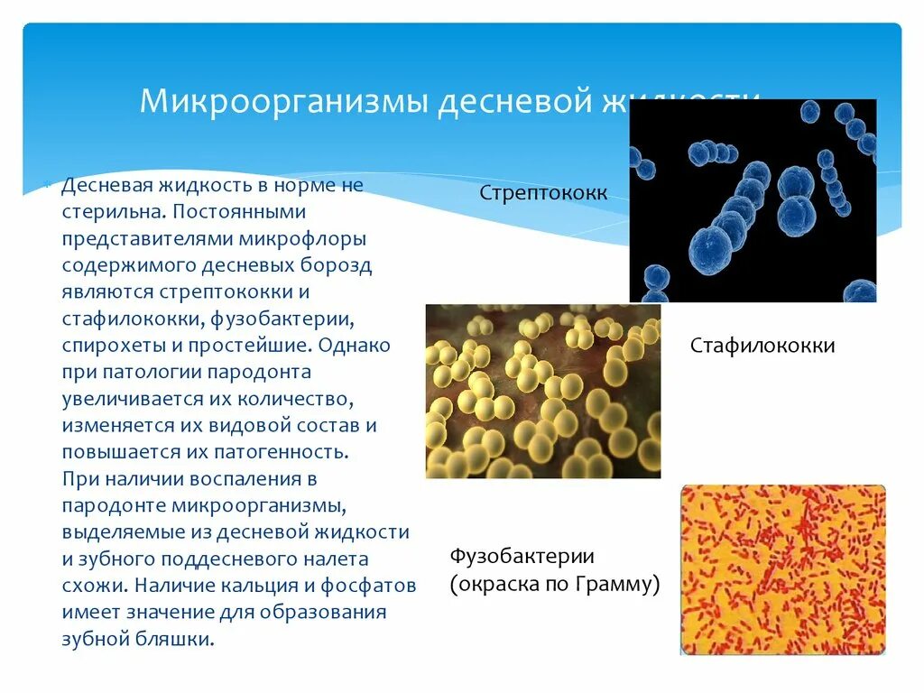 Бактерии десневой жидкости. Норма количества десневой жидкости. Цитологическое исследование десневой жидкости. Десневая борозда микрофлора.