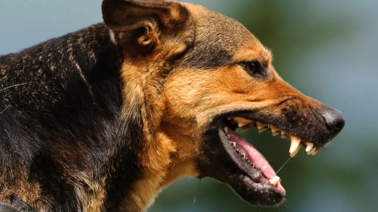 Собаки пали