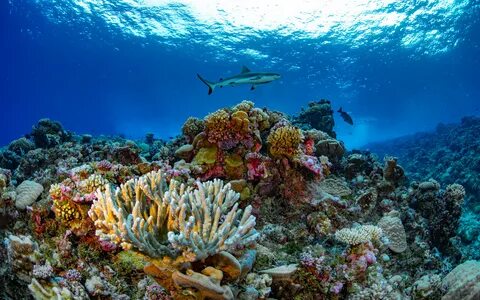 Allen Coral Atlas completes map of the world’s coral reefs using satellite ...