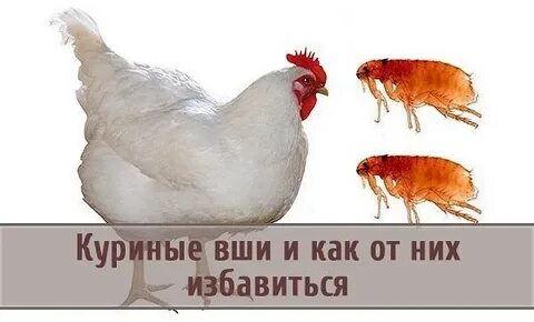 Чем обработать курей от клещей
