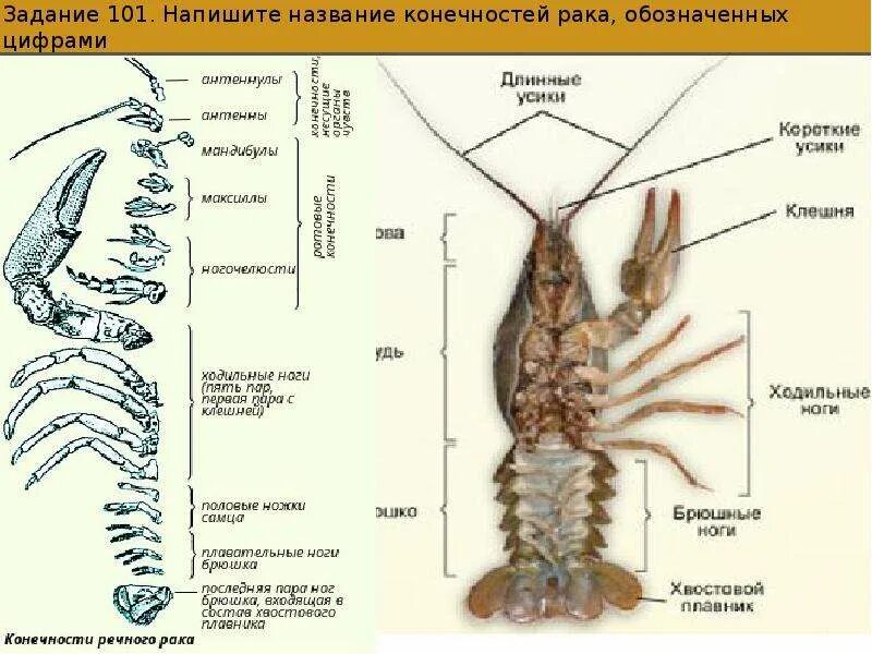 Внешнее и внутреннее строение речного рака. Зарисовать внутреннее и внешнее строение речного рака.. класс ракообразные. речной рак.внутреннее строение. внешнее строение речного. внешнее и внутреннее строение ракообразных.