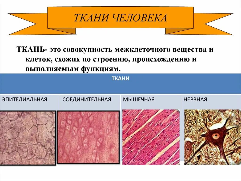 Эпителиальные соединительные мышечные ткани. Межклеточное вещество тканей анатомия. Ткани эпителиальная соединительная мышечная нервная. Основное группа ткани человека