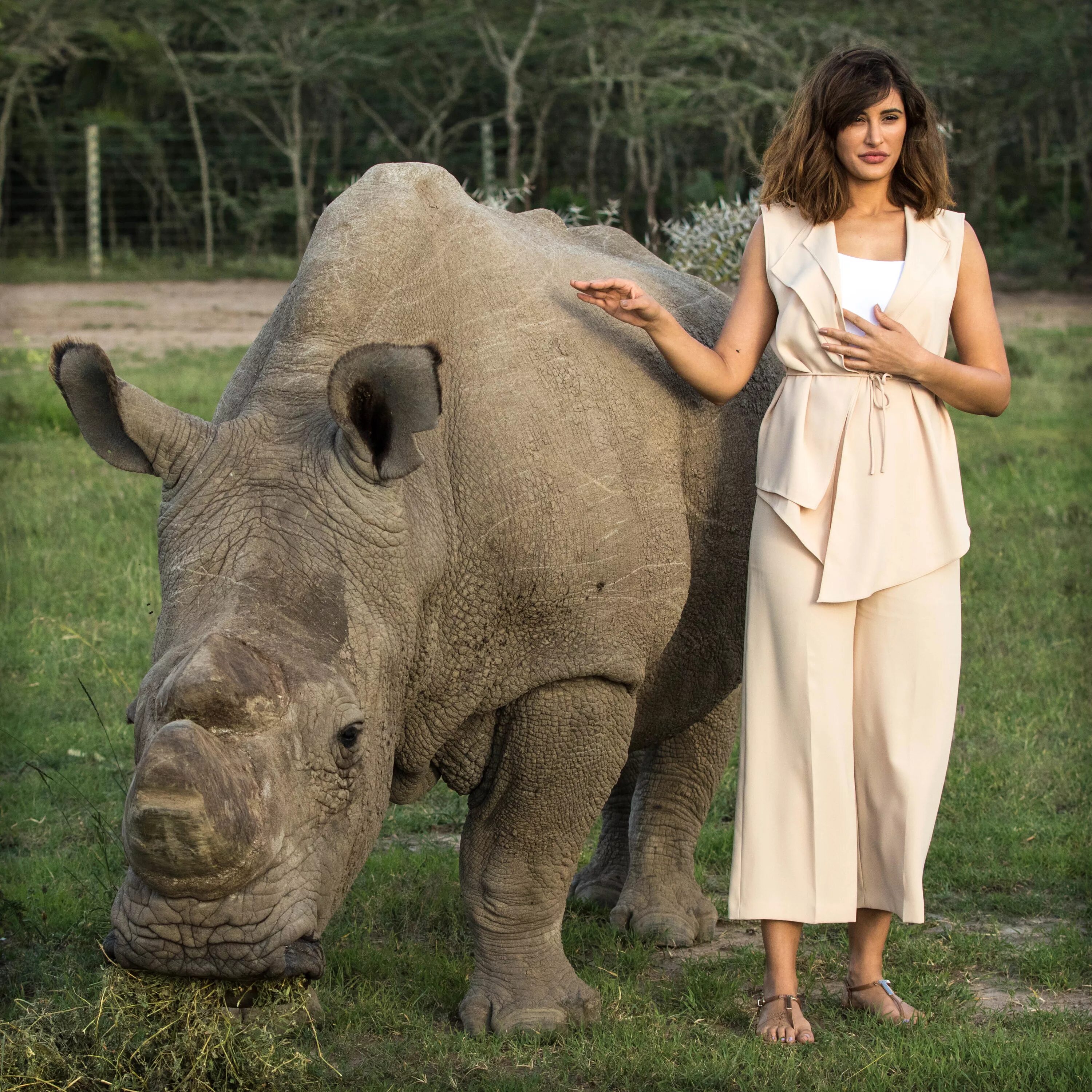2015 05. Судан (носорог). Белый носорог. Девушка и носорог. Самый большой носорог.