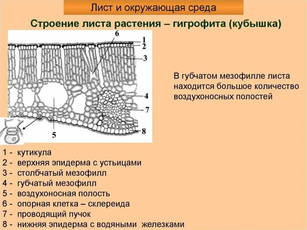 Сильно развиты механические ткани листа. Анатомическое строение листовых пластинок на поперечном срезе.. Строение листа гигрофита. Срез листа строение. Анатомическое строение листа ксерофитов.