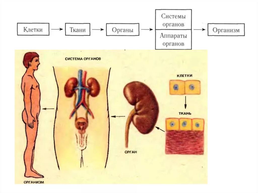 Схема клетка организм система органов. И органы клетки организм ткани системы организмов. Структура живого организма ткани органы системы органов. Клетка ткань орган организм. Любой орган в организме