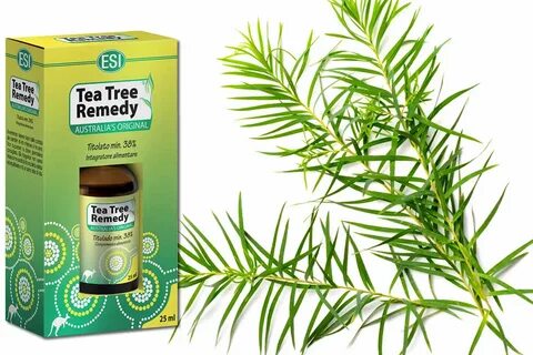 Tea tree