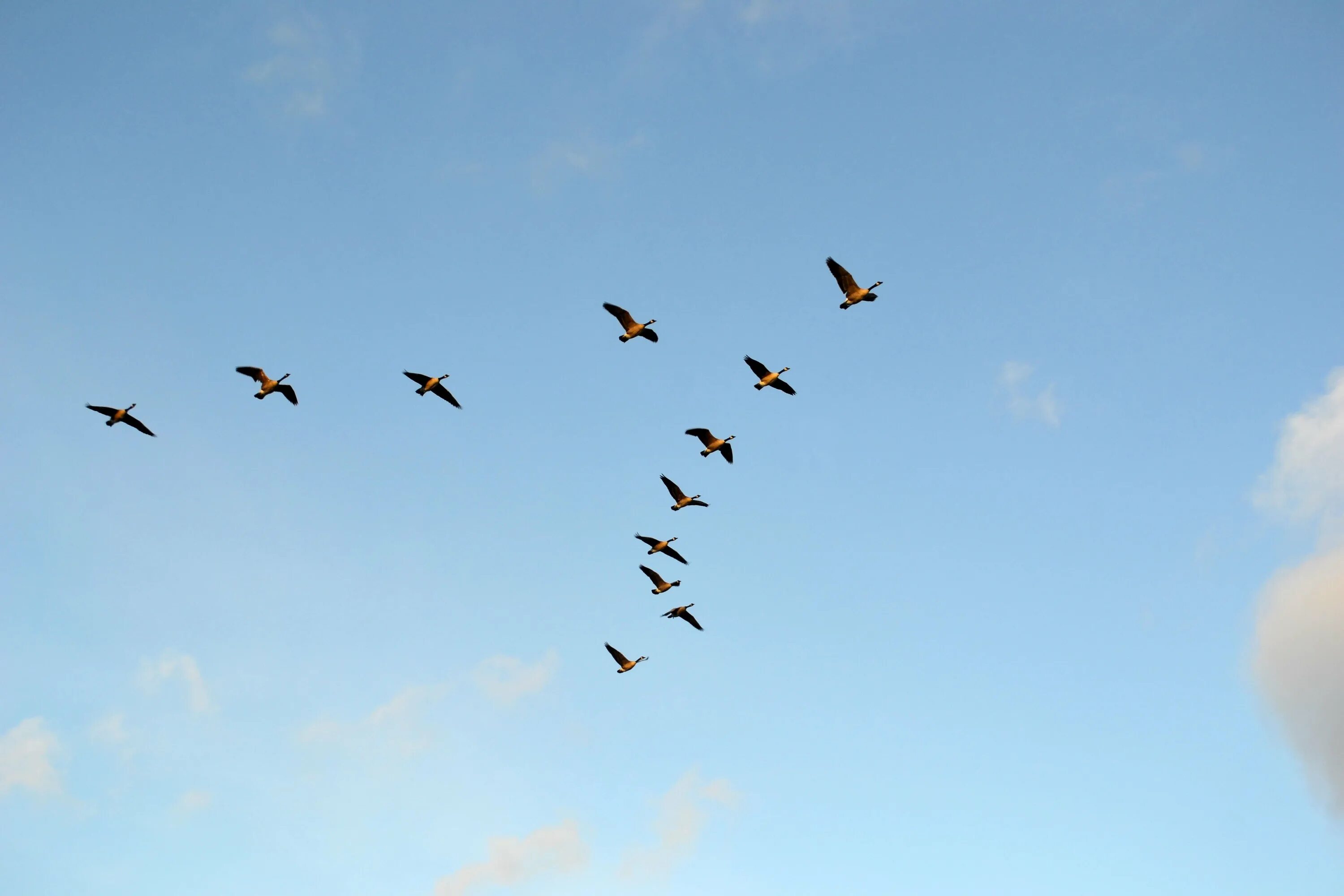 Птицы перелетают 2. Клин перелетных птиц. Стая уток. Утки в небе. Косяк птиц.