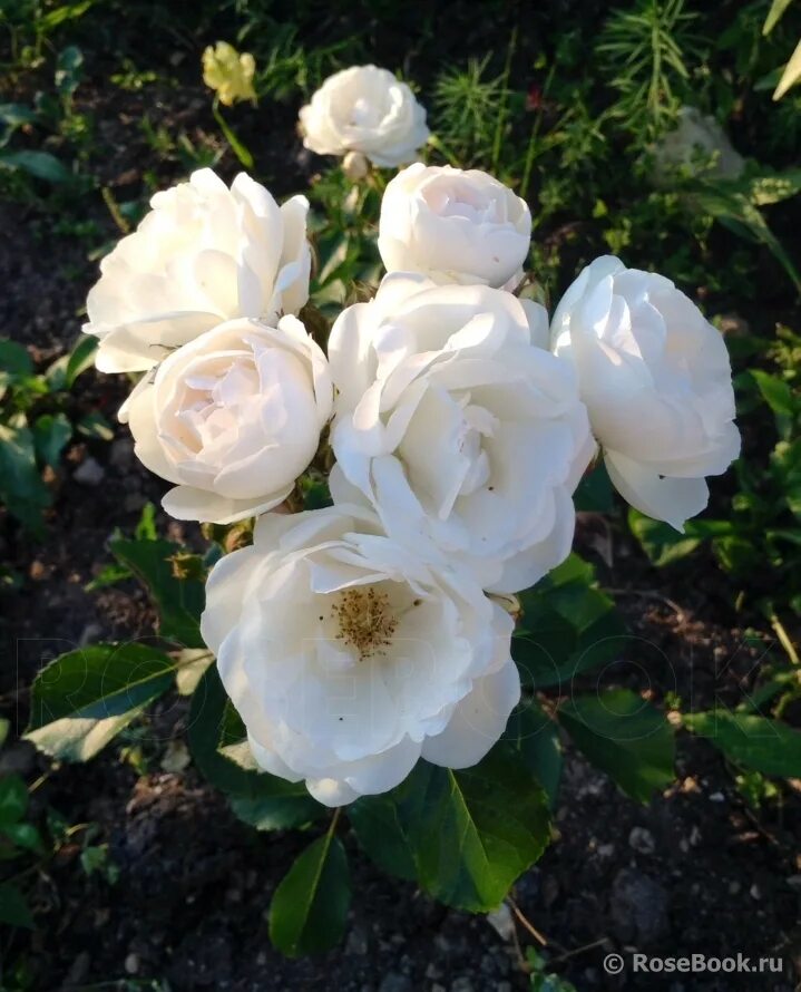 роза неж де эте. зефир лянеж с ароматом ванили 315 г. ля неж. зефир лянеж ассорти 315 г. роза сур ла неж купить.