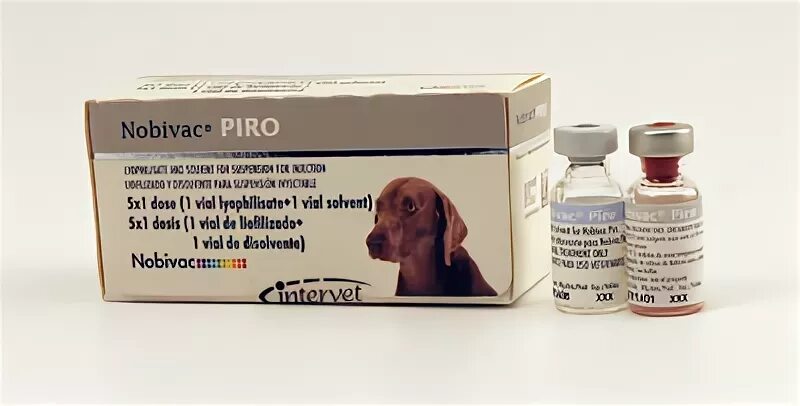 Лечение пироплазмоза у собак схема лечения. Нобивак пиро для собак. Вакцины против пироплазмоза собак. Нобивак вакцина от клещей для собак. Нобивак собаки болезни.