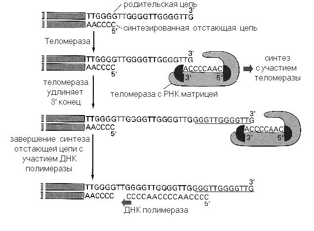 27 синтезы. Схема удлинения теломер. Этапы удлинения теломер. Синтез отстающей цепи. Механизм удлинения теломер.