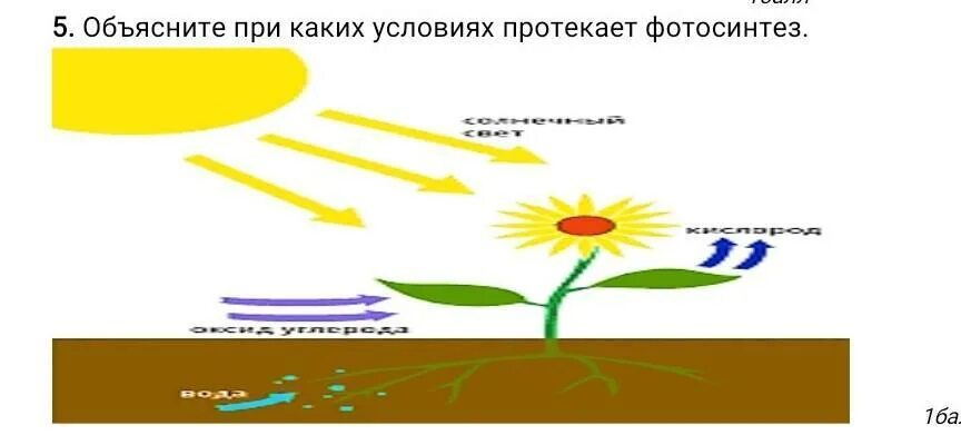 Фотосинтез протекает в 2 этапа. Условия протекания фотосинтеза. Условия протекания фотосинтеза 6 класс. В каких условиях протекает фотосинтез. Фотосинтез протекает в семенах одуванчика.