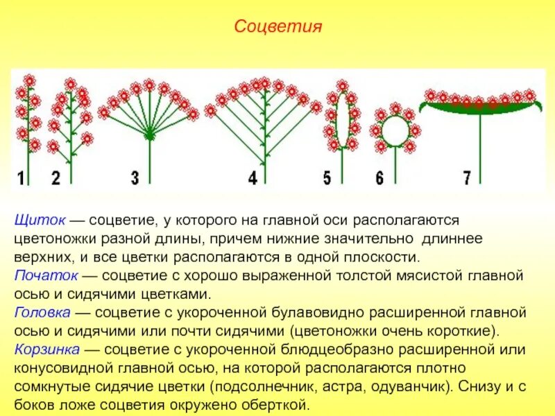 Какие соцветия могут быть только простыми. Растения со строением щиток. Тип соцветия щиток. Характерные признаки соцветия щиток. Соцветия 6 класс биология.