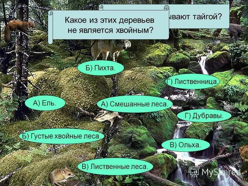 Какое дерево не является хвойным. Какое дерево не является хвойным