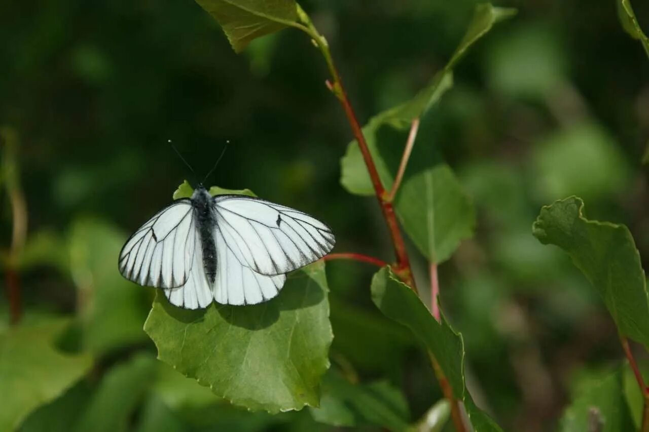 Бабочка во сне для женщины. Бабочка во сне для женщины. Бабочка спит. Бабочке приснился сон. Мотылек спит.