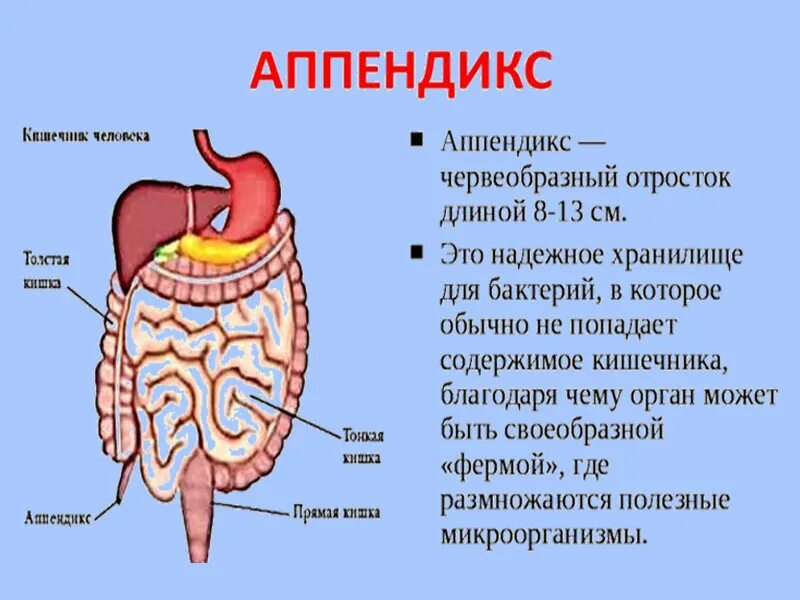 Аппендикс относится. Строение человека аппендикс. Строение тела человека аппендикс. Строение тела аппендикс.