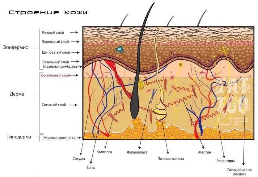 Строение кожи эпидермис дерма. Дерма эпидерма строение кожи. Строение кожи дерма сосочковый слой. Слой кожи 1)  эпидермис 2)  дерма.