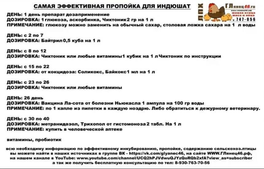 Чем поить цыплят в первые дни. Схема выпойки бройлеров. Схема пропойки индюшат с 1 дней. Вакцинация бройлеров схема. Схема пропойки бройлеров с первых дней.