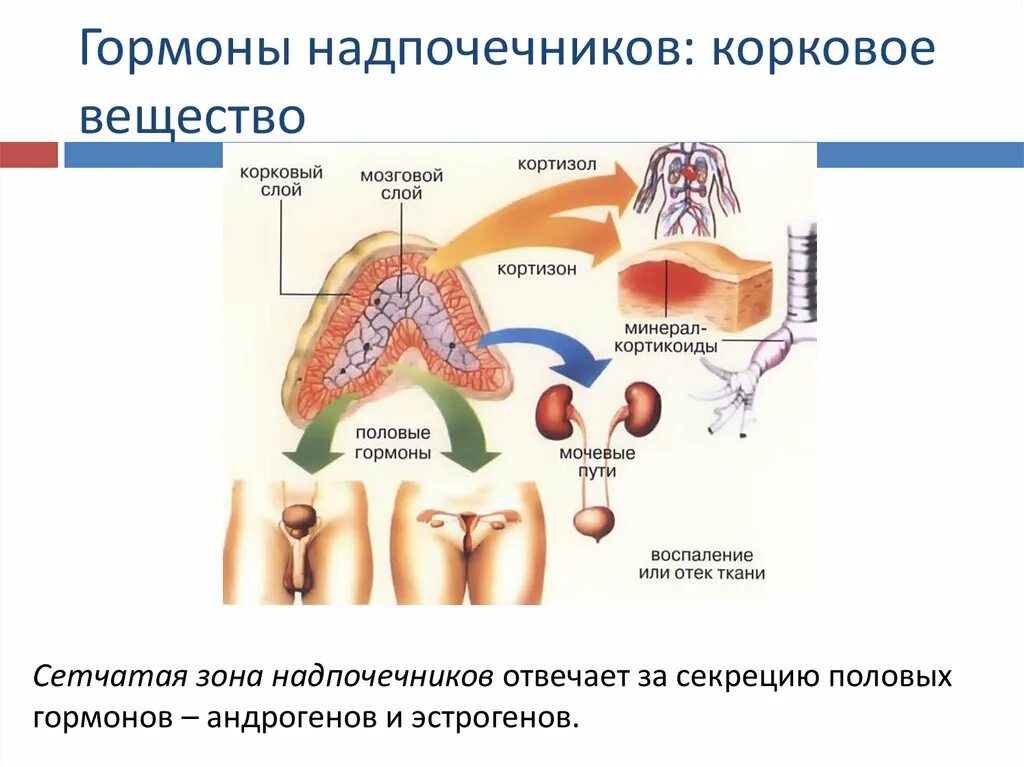 Гормоны мозгового слоя надпочечников структура. Корковый слой надпочечников функции. Гормоны коркового слоя надпочечников. Схема выработки гормонов надпочечников. Надпочечники гормон роста