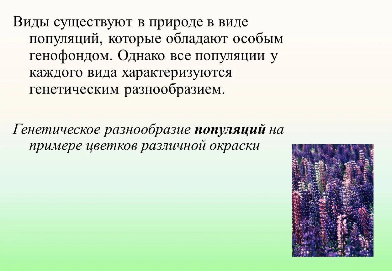 Генетическое разнообразие. Генетическое разнообразие популяции. Генетическое биоразнообразие. Многообразие популяций.