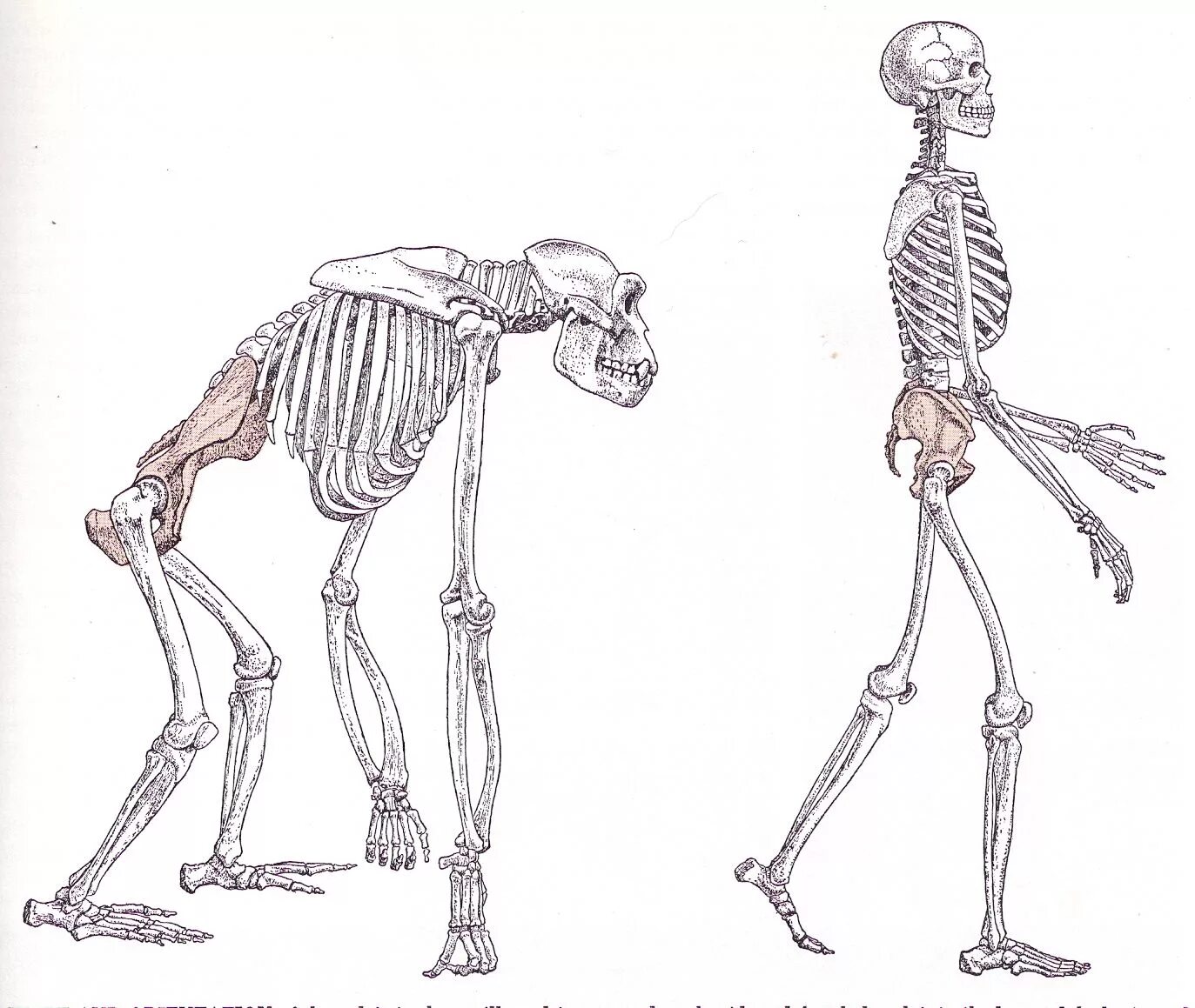 Скелет человека и человекообразных обезьян. Прямохождение скелет. Скелет человекообразной человекообразной обезьяны. Строение скелета человека и человекообразных обезьян.