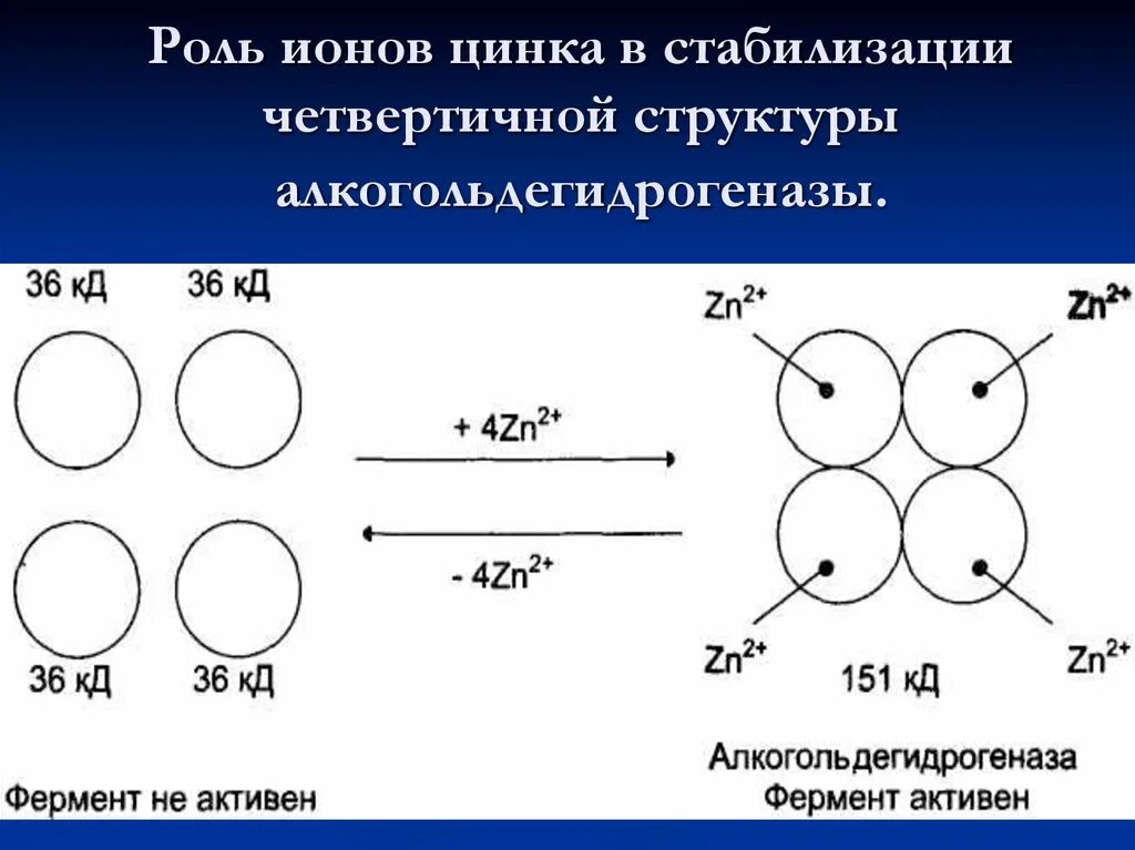 Ионы цинка. Цинк в составе алкогольдегидрогеназы. Структура Иона цинка. Алкогольдегидрогеназа строение цинк. Цинк ферменты