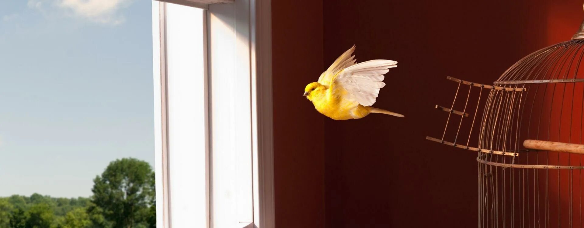 Песня я ловлю птичку. Птичка улетает из клетки. Клетка с птицей на окне. Попугай улетел. Птица вылетает из клетки фото.