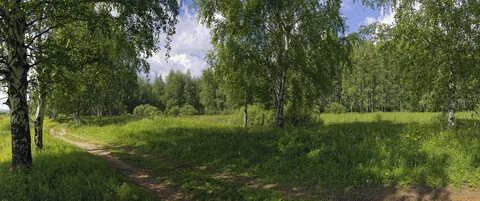 На опушке березового леса около