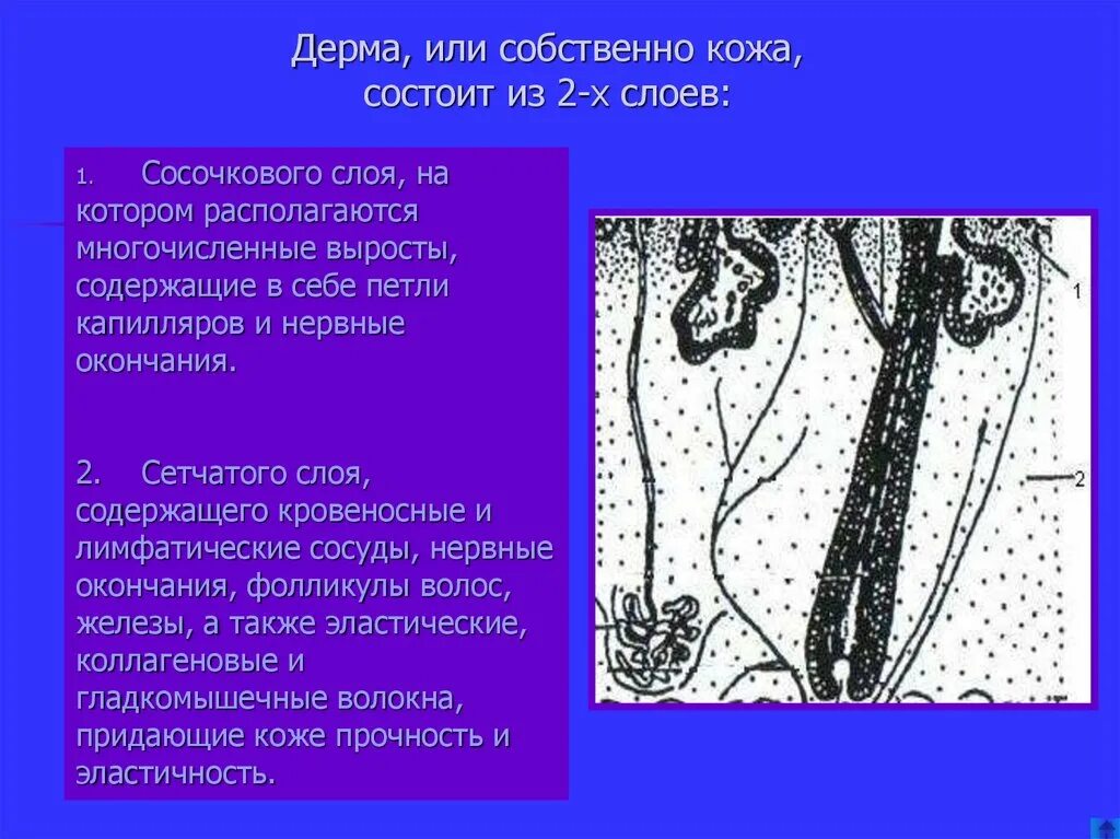Дерма сосочковый и сетчатый слой. Дерма или собственно кожа это. сосочковый слой дермы располагается. сосочковый и сетчатый слой дермы. ретикулярный слой кожи.