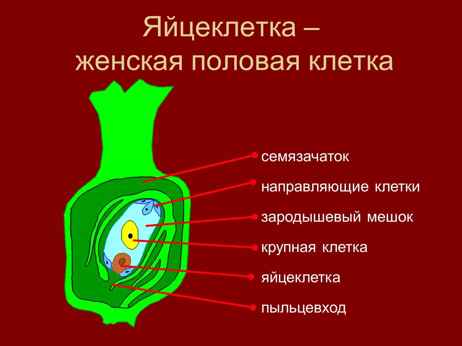 Яйцеклетка растения находится