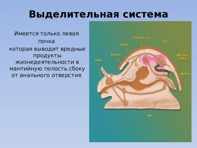 Выделительная система брюхоногих моллюсков таблица. Выделительная система брюхоногих моллюсков. Выделительная система моллюсков 7 класс. Строение выделительной системы прудовика. Прудовик выделение