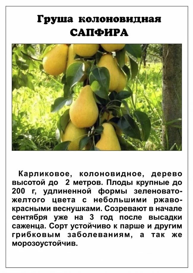 Груша сорта сапфира. Груша колоновидная сапфира описание. груша сапфира колоновидная описание сорта. груша колоновидная богатырь. колоновидная груша сорт сапфир.
