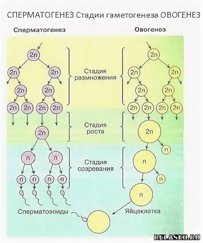 Установите соответствие между признаком гаметогенеза