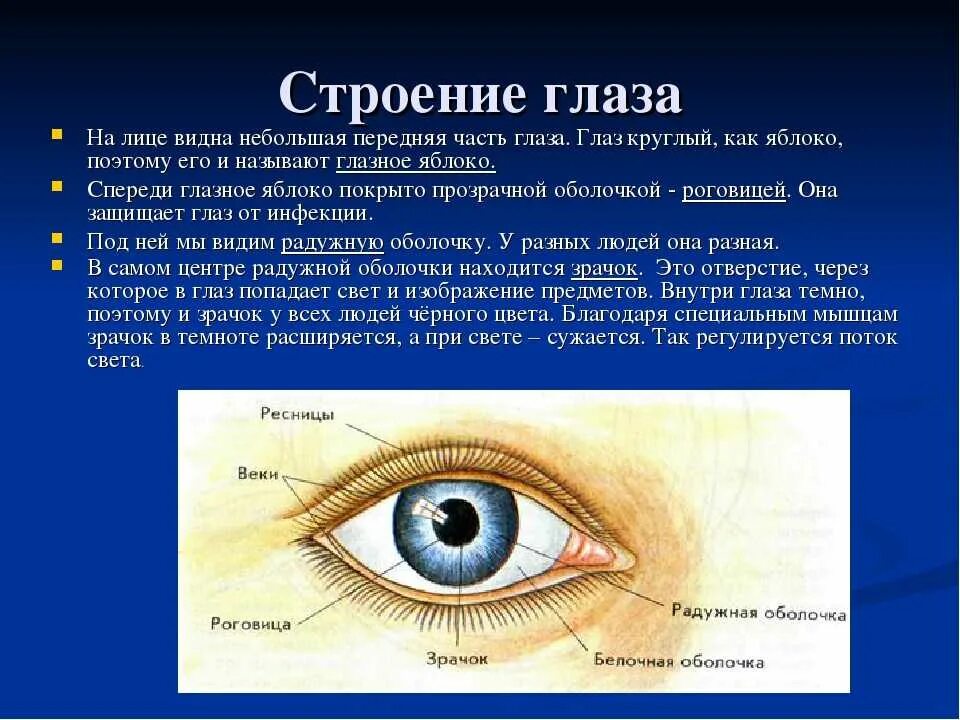 Белок зрачок строение глаза. Строение глаза человека кратко. Строение зрачка глаза человека. Роговица радужка зрачок строение. Какими опытами можно обнаружить функции зрачка