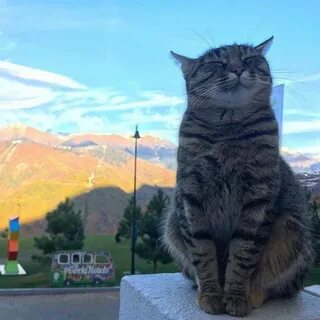 Коте сочи