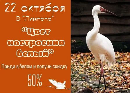 В зоопарке за 4 дня белому