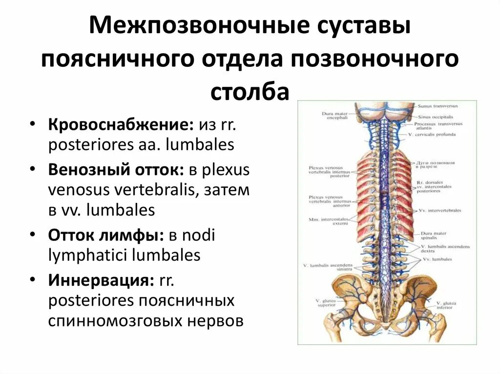 Суставы поясницы. Позвоночный столб кровоснабжение. Межпозвоночные суставы поясничного отдела. Суставы позвоночного столба. Межпозвонковые суставы в поясничном отделе.