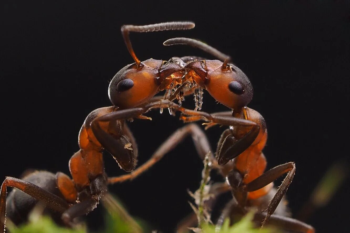 Муравьи Дракулы Mystrium camillae. Красный Огненный муравей.