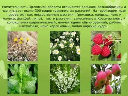Презентация растения нашего края