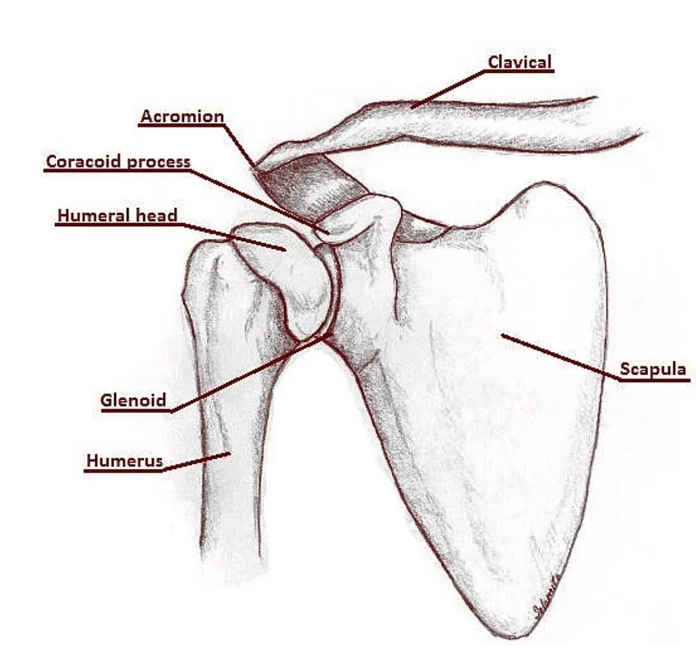 Перелом ключицы анатомия. Гленоид плечевого сустава. Acromioclavicular joint. Гленоид плечевого сустава анатомия. Плечо однако.