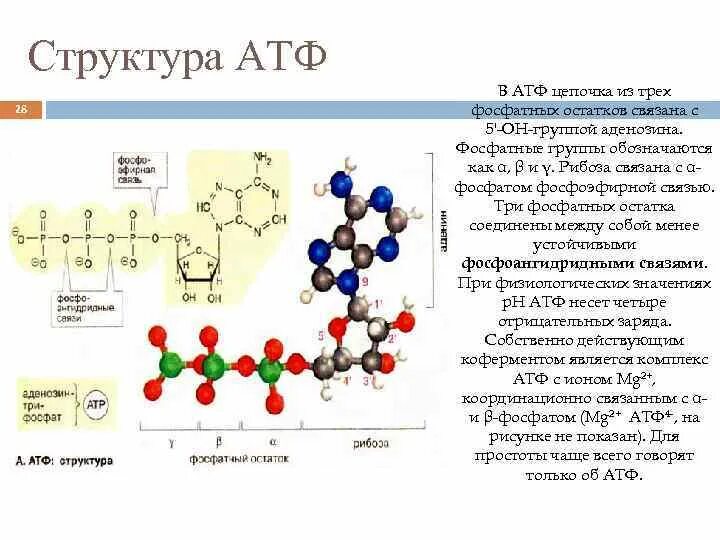 Атф фосфор. Структура полинуклеотидных цепей АТФ. Фосфатная группа АТФ. АТФ цепочка рибоза. Строение АТФ связи.