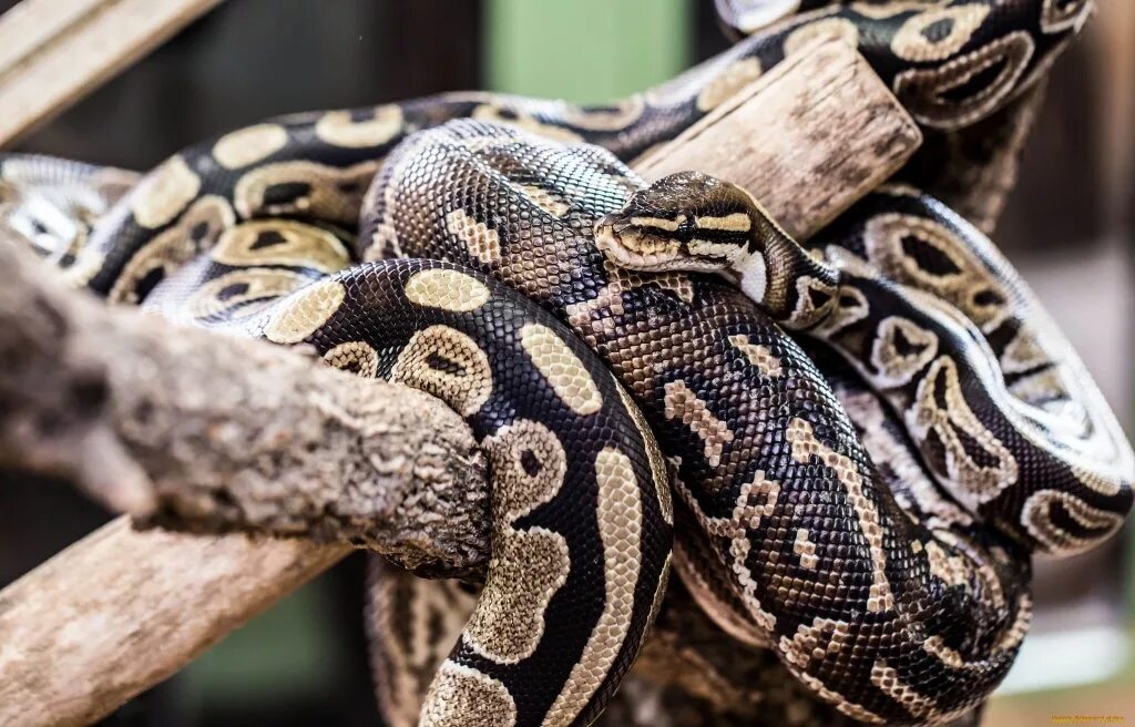 Питон змея. Питон змея. Тигровый питон. Поцелуй змеек. Змеиные глаза желтые.