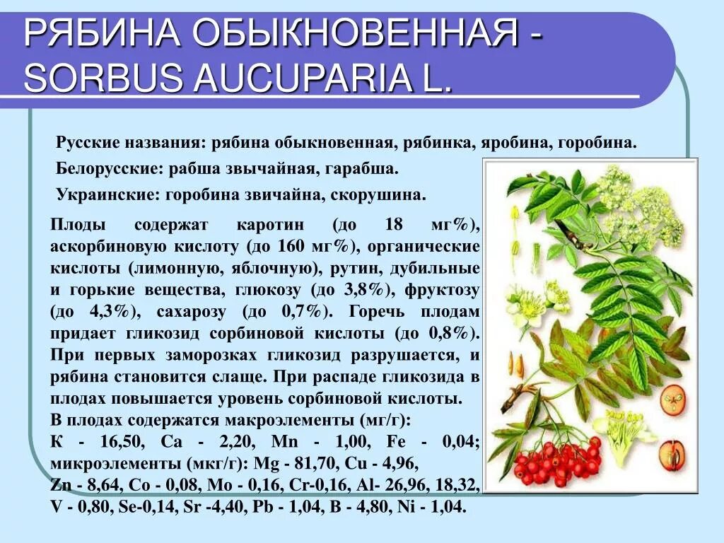 Рябина обыкновенная ареал. Рябина лекарственное растение. Рябина характеристика плода. Рябина обыкновенная строение.