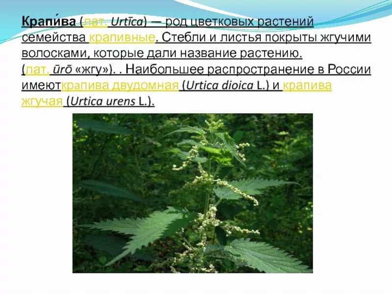 Проект крапива. Семейство крапивные. Крапива семейство растений. Распространение семейства крапивных. Крапива класс и семейство.