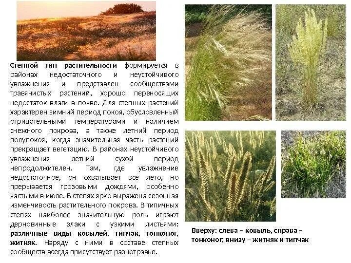 В степной зоне при недостаточном увлажнении. Растения степной зоны. виды степной растительности. степной тип растительности россии. тип растительности в степи.