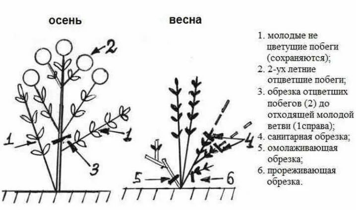 Схема обрезки крупнолистной гортензии. Обрезка метельчатой гортензии осенью. Схема обрезки древовидной гортензии. Схема обрезки гортензии метельчатой осенью. Обрезка гортензии метельчатой весной для новичков